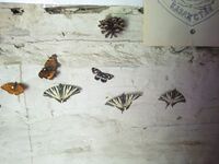 Пасечник-энтомолог: стена украшена бабочками, нас же угостили мёдом