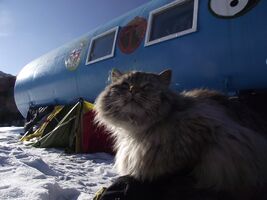 Кот на спасательной станции Ак-кем