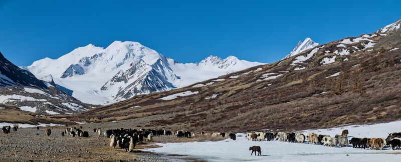 Файл:Iiktu-2025 Taldura yaks.jpg