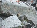 Миниатюра для версии от 11:19, 6 мая 2020