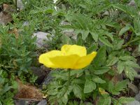 Тюльпан (по пути подъёма) - қызғалдақ по-казахски. Слово тюльпан произошло от персидского слова toliban («тюрбан»), и дано это название цветку за сходство его бутонов с восточным головным убором, напоминавшим чалму.