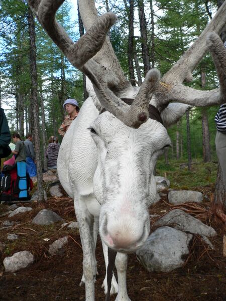 Файл:Kodar05-Oleni-4.jpg