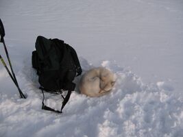 Ак-собак, пытающийся согреться на леднике Ак-тру