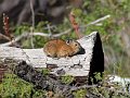 IMG_17195