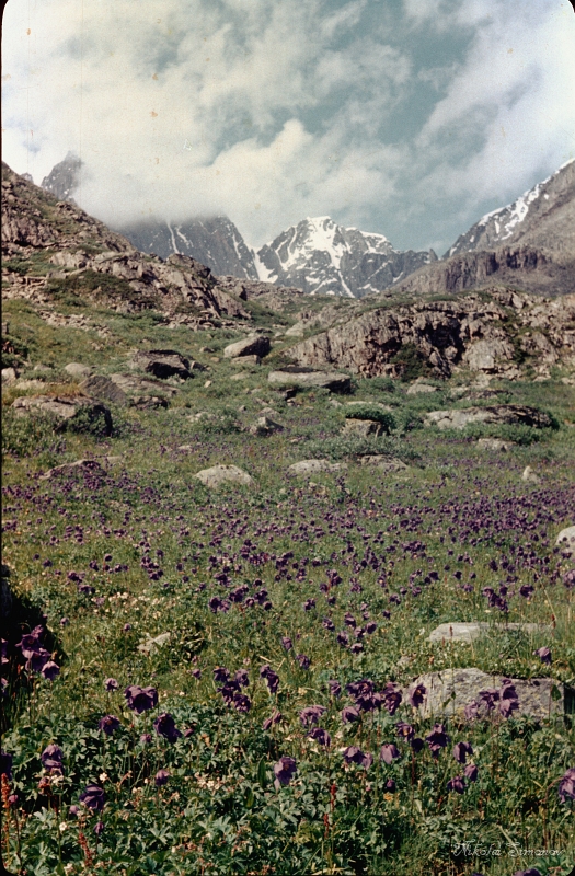 Altay85-060.jpg -     .      