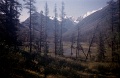Altay85-019