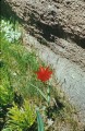 Gissar87may4-20